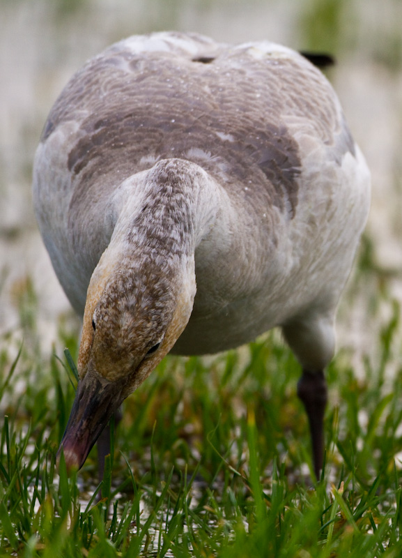 Snow Goose